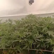 (Blackberry Auto X Blueberry Cupcake)F1