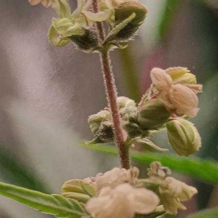 Pineapple Muffin Reg