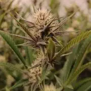 (Blackberry Auto X Blueberry Cupcake)F1