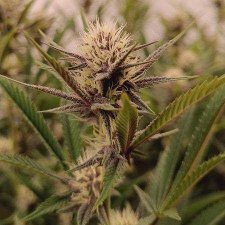 (Blackberry Auto X Blueberry Cupcake)F1