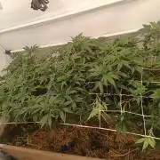 (Blackberry Auto X Blueberry Cupcake)F1