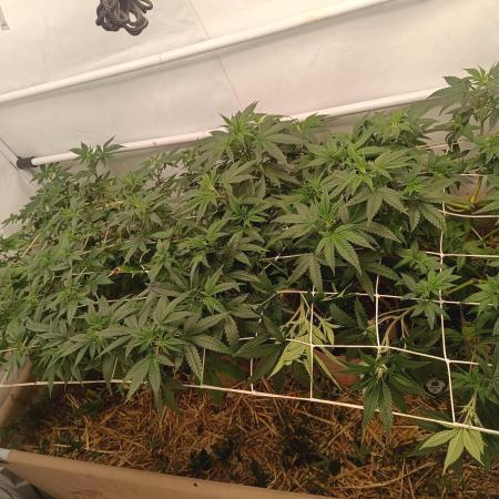 (Blackberry Auto X Blueberry Cupcake)F1