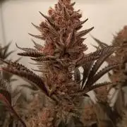 (Blackberry Auto X Blueberry Cupcake)F1