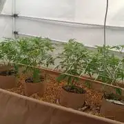 (Blackberry Auto X Blueberry Cupcake)F1