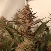 (Blackberry Auto X Blueberry Cupcake)F1