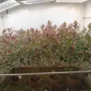 (Blackberry Auto X Blueberry Cupcake)F1