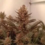 (Blackberry Auto X Blueberry Cupcake)F1