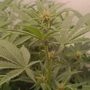 (Blackberry Auto X Blueberry Cupcake)F1