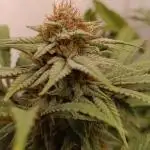 Pineapple Muffin Reg