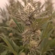 (Blackberry Auto X Blueberry Cupcake)F1