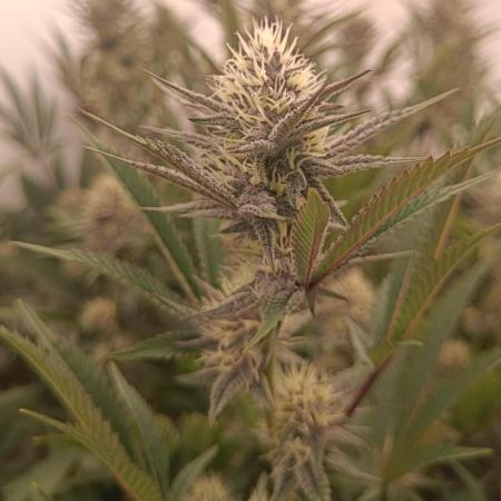 (Blackberry Auto X Blueberry Cupcake)F1