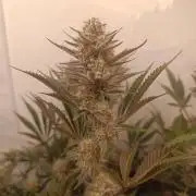 (Blackberry Auto X Blueberry Cupcake)F1