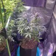 Carvajet 4th grow of Autoflowers