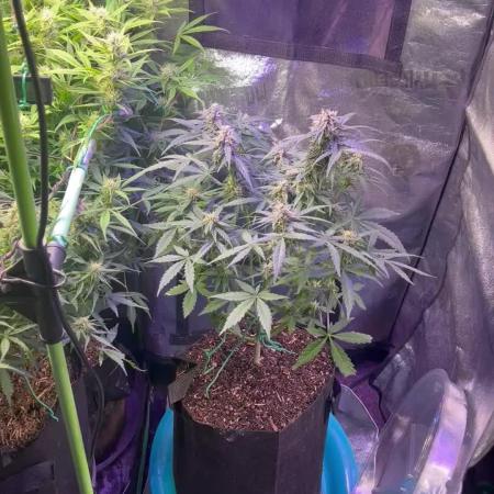 Carvajet 4th grow of Autoflowers