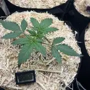 Carvajet 4th grow of Autoflowers