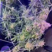 Carvajet 4th grow of Autoflowers