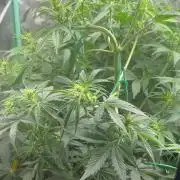 Carvajet 4th grow of Autoflowers