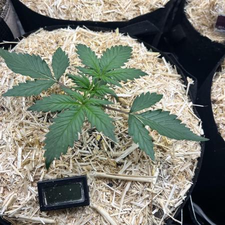 Carvajet 4th grow of Autoflowers