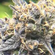 Carvajet 4th grow of Autoflowers