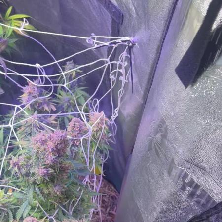 Carvajet 4th grow of Autoflowers