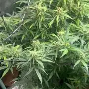 Carvajet 4th grow of Autoflowers