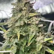 Carvajet 4th grow of Autoflowers