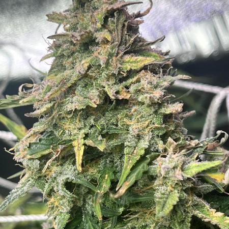 Carvajet 4th grow of Autoflowers