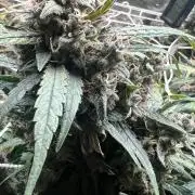 Carvajet 4th grow of Autoflowers
