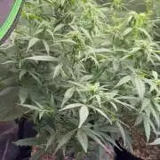 Carvajet 4th grow of Autoflowers