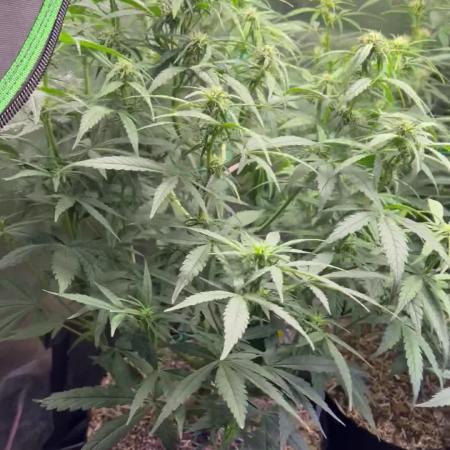 Carvajet 4th grow of Autoflowers