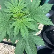 Carvajet 4th grow of Autoflowers
