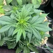 Carvajet 4th grow of Autoflowers