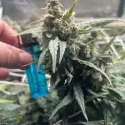 Carvajet 4th grow of Autoflowers