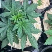 Carvajet 4th grow of Autoflowers