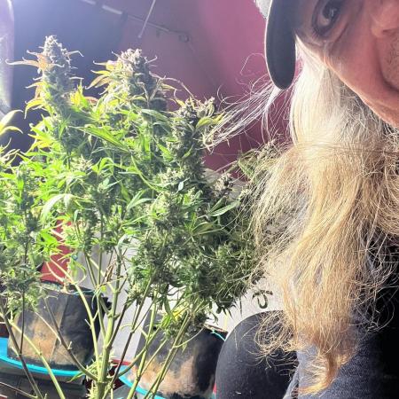 Carvajet 4th grow of Autoflowers