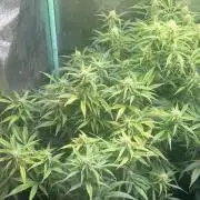 Carvajet 4th grow of Autoflowers