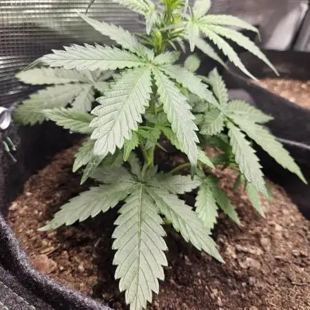 Blueberry Automatic