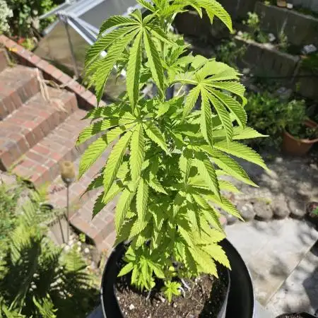 Super Silver Haze Femi Outdoor