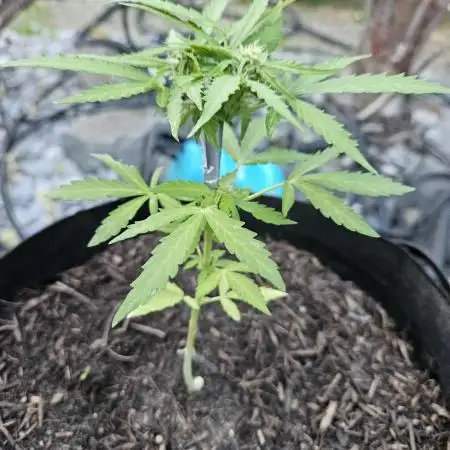 Critical Cheese Auto outdoor