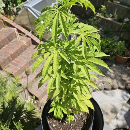 Super Silver Haze Femi Outdoor