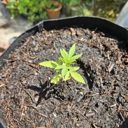 Critical Cheese Auto outdoor