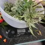 Blueberry Automatic