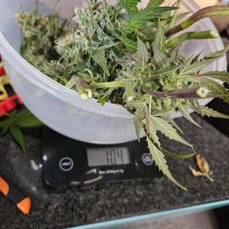 Blueberry Automatic