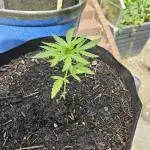 Critical Cheese Auto outdoor