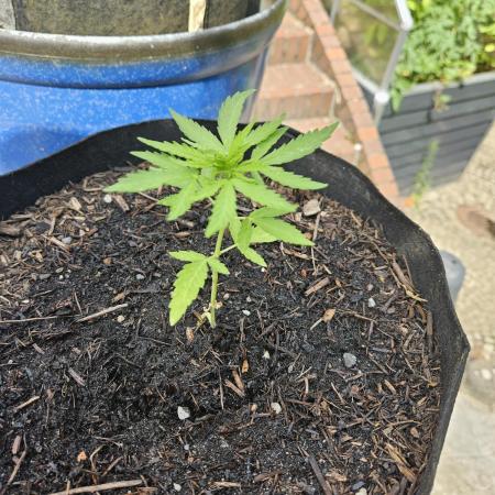 Critical Cheese Auto outdoor