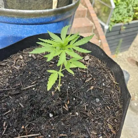 Critical Cheese Auto outdoor