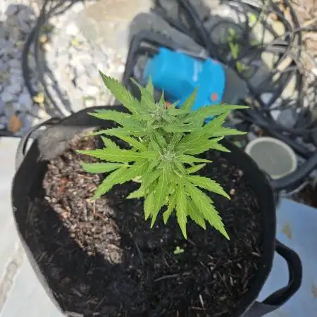 Critical Cheese Auto outdoor