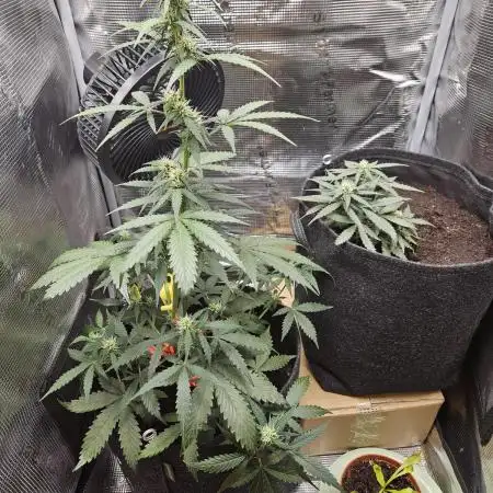 Blueberry Automatic