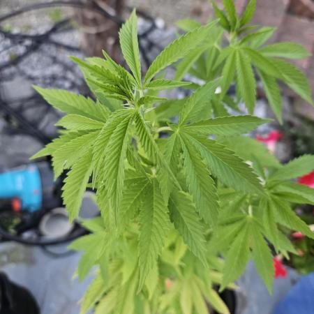 Super Silver Haze Femi Outdoor