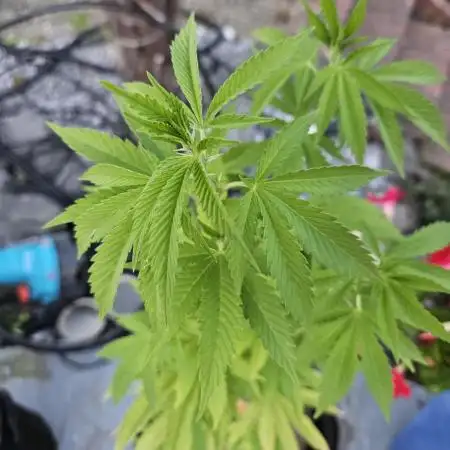 Super Silver Haze Femi Outdoor